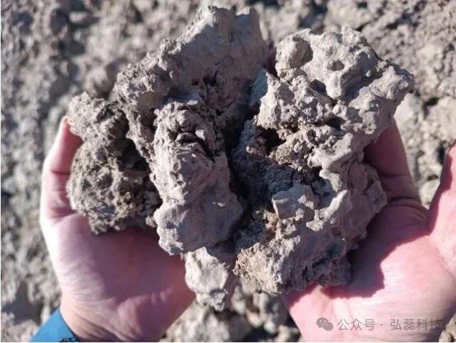 我們該如何治理鹽堿地，怎么樣向鹽堿地要糧食？